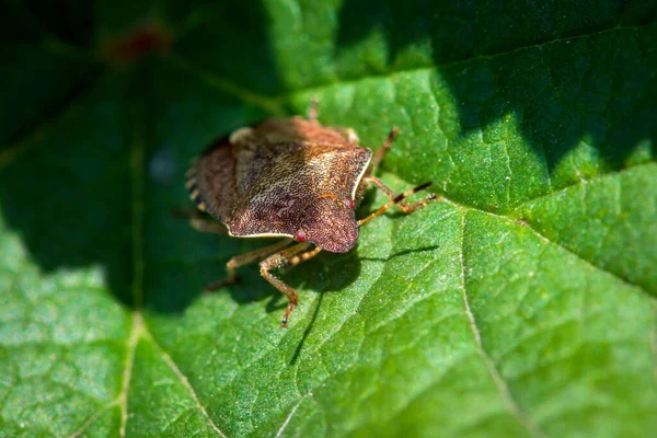 Closeup Dolycoris Baccarum Green Leaf — Stock Photo, Image