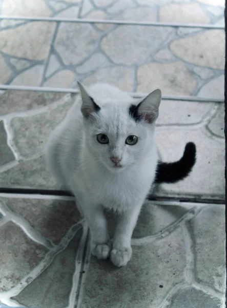 床に座ってカメラを見ている可愛い黒と白の猫 — ストック写真