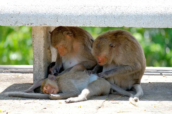 Monyet Ekor Panjang Adalah Monyet Dunia Lama Yang Berasal Dari — Stok Foto