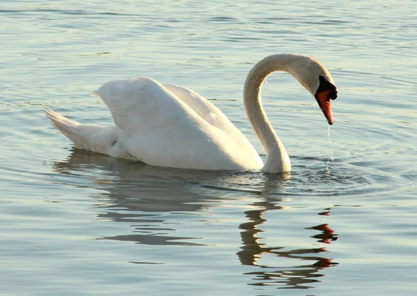 Closeup Beautiful Mute Swan Swimming Lake Cygnus Olor — Stock Photo, Image