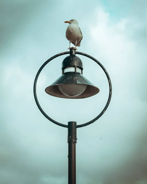 Vertical Shot Gull Perched Street Lamp — Stock Photo, Image