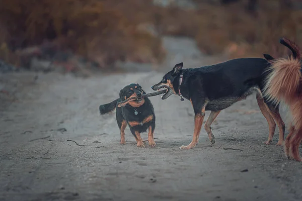 Closeup Shot Dogs Mountains — Stock Photo, Image