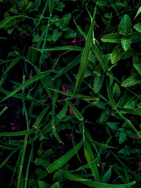 Das Dunkle Gras Von Mordor — Stockfoto