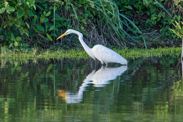 Una Gran Garza Blanca Elegante Que Busca Comida Agua — Foto de Stock