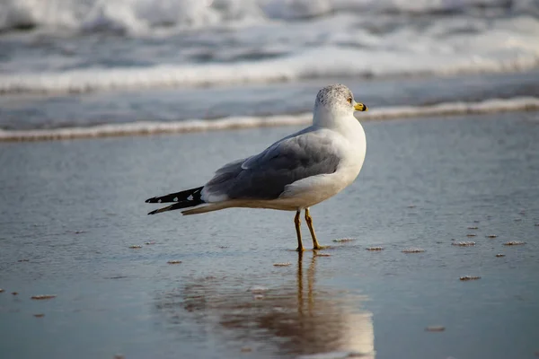 Ring Billed Gull Standing Shallow Water Shore — Stock Photo, Image