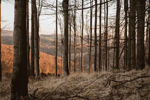 森の中の木々の美しいショット — ストック写真