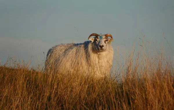 Icelandic Sheep Field Essex — Stock Photo, Image