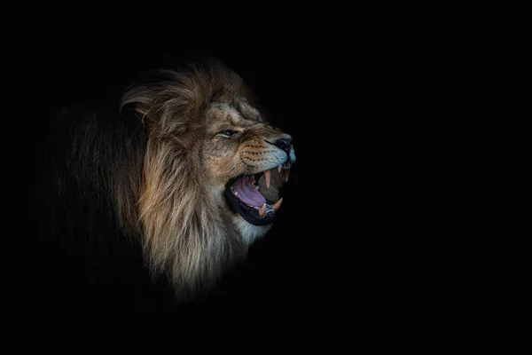 Tiro Cênico Leão Selvagem Assobiando Saindo Escuridão — Fotografia de Stock