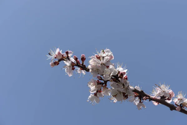 Closeup Branch Apricot Tree White Flowers Gainst Blue Sky — Stock Photo, Image