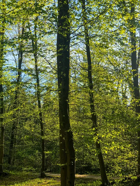 Vertikální Záběr Vysokých Tenkých Zelených Stromů Lese — Stock fotografie