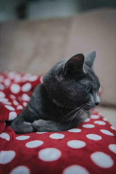 Μια Κάθετη Λήψη Ενός Όμορφου Χαριτωμένο Ρωσική Μπλε Γάτα Κάθεται — Φωτογραφία Αρχείου