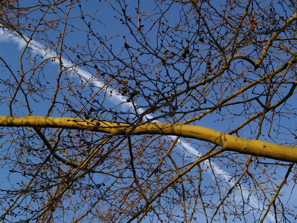 Bajo Ángulo Ramitas Ramas Árbol Sin Hojas Contra Cielo Azul — Foto de Stock