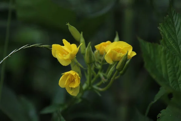 Ένα Κοντινό Πλάνο Του Ανθισμένου Κίτρινου Λουλουδιού Freesia Που Απομονώνεται — Φωτογραφία Αρχείου
