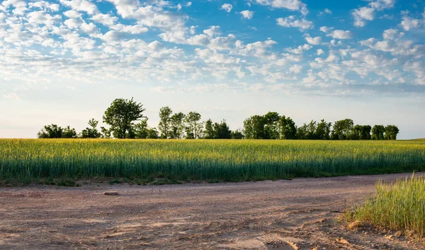 ドイツの小麦栽培 夏の収穫 食料農業 地方の農地 背景の木 — ストック写真