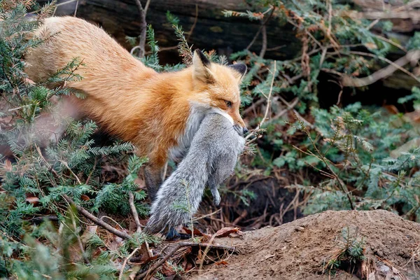 The beautiful shot of a mother fox after successful hunt