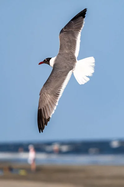 Vertical Shot Seagull Flying Sky Beach — Stock Photo, Image