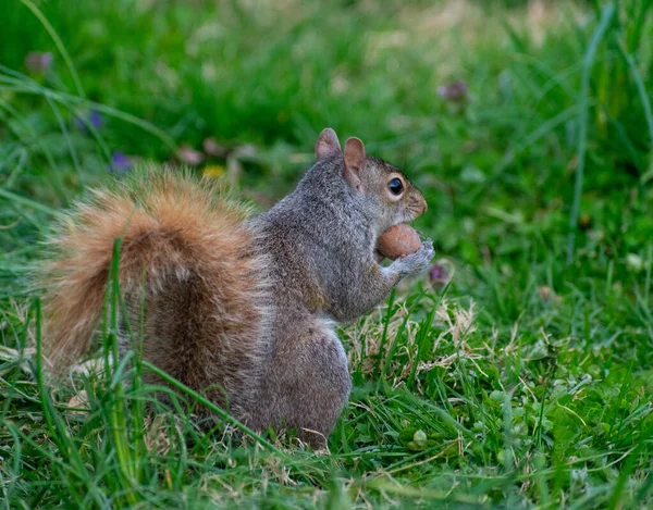 Una Adorable Ardilla Gris Oriental Comiendo Una Nuez Hierba — Foto de Stock