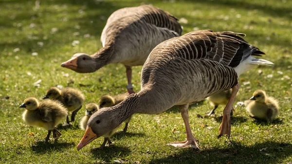 Gansos Greylag Com Pequenos Gansos Fofos Amarelos Andando Copo — Fotografia de Stock