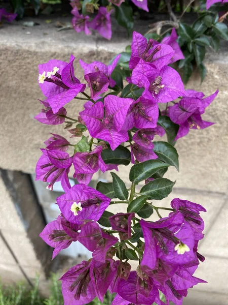 Violet Bougainvillea Trooppinen Puutarhanhoito Kukka — kuvapankkivalokuva