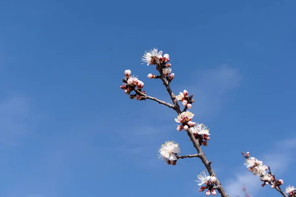 Gros Plan Branche Abricot Avec Des Fleurs Blanches Contre Ciel — Photo