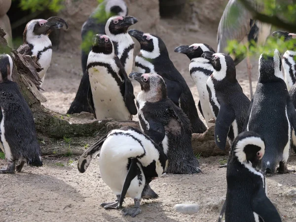 Närbild Grupp Pingviner Safaripark — Stockfoto