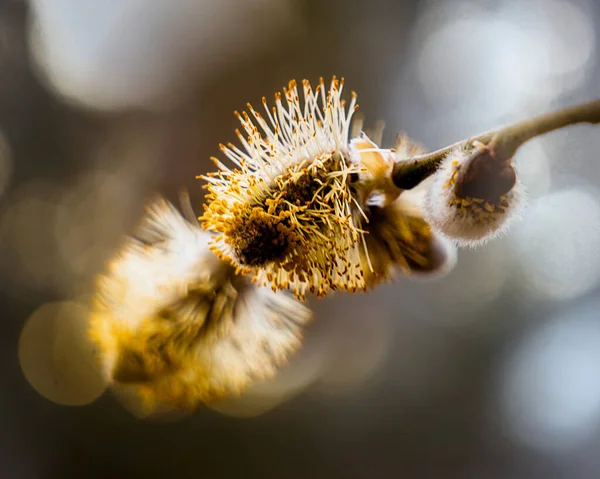 Primo Piano Fiore Salicaceae Parco — Foto Stock