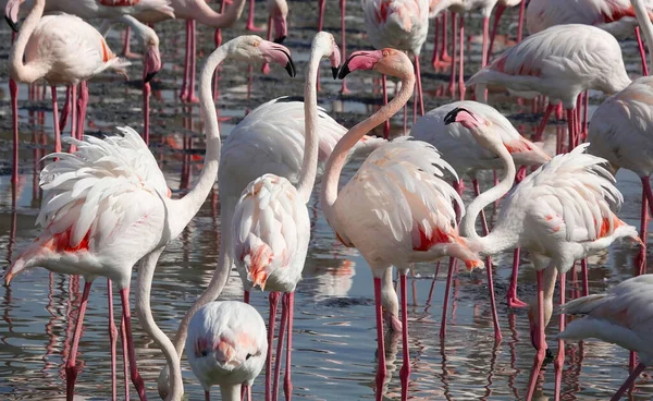 Flock Vilda Flamingos Ett Naturreservat Dubai Förenade Arabemiraten — Stockfoto