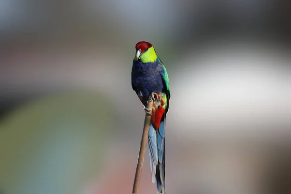 Selektywne Skupienie Czerwonej Papugi Siedzącej Patyku — Zdjęcie stockowe