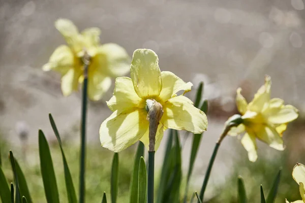 Primer Plano Las Especies Flores Amarillas Narciso Sobre Fondo Borroso —  Fotos de Stock