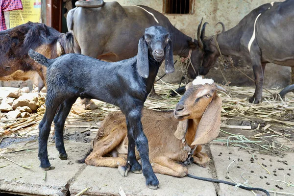 インドのカルナータカ州ベルガウムの村の農家でヤギの選択的な焦点 — ストック写真