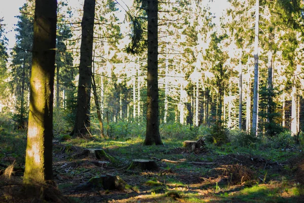 Uma Bela Vista Floresta Verde Com Sombra Árvores — Fotografia de Stock