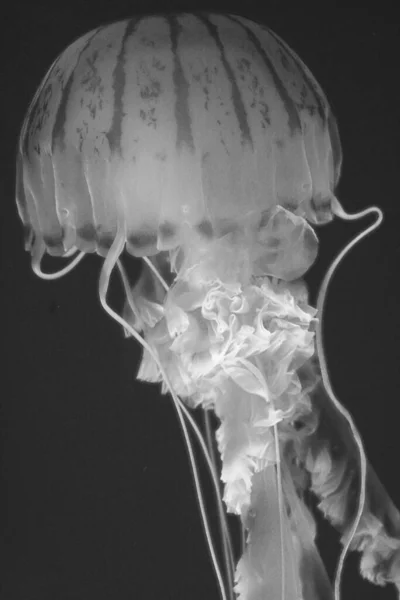 Svislá Šedá Záběr Krásné Medúzy Moři Chrysaora Pacifica — Stock fotografie