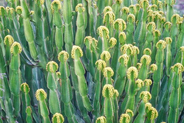 Closeup Resin Spurge Euphorbia Resinifera Field All Green Blooming Yellow — Stock Photo, Image