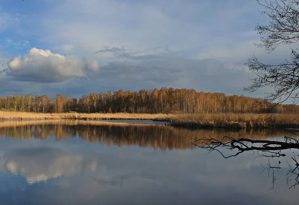 Beau Cliché Une Mer Avec Des Arbres Arrière Plan — Photo