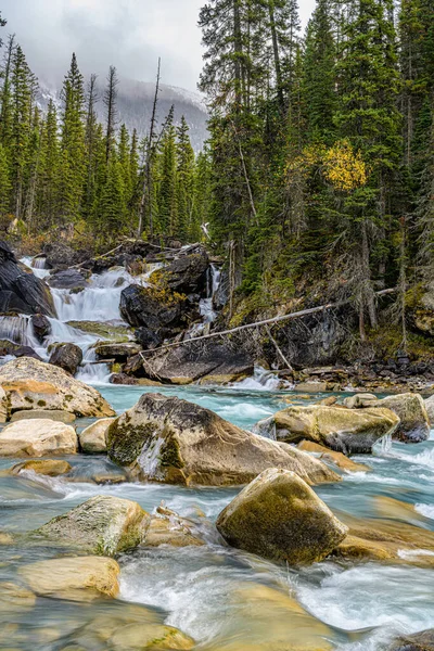 松の木に囲まれた岩で川の垂直ショット カナダの自然 — ストック写真