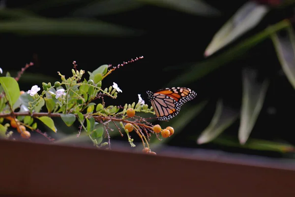 Una Mariposa Una Rama Planta Florecida — Foto de Stock