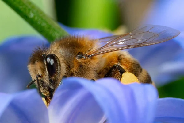 Makro Ujęcie Pszczoły Wiosennym Kwiecie — Zdjęcie stockowe