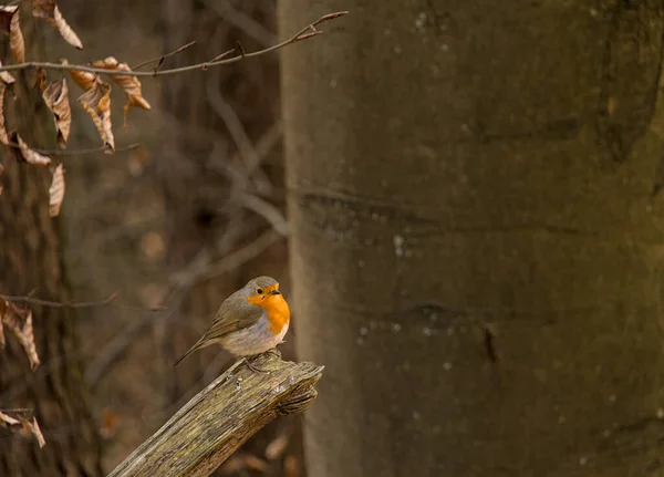 A tiny Robin bird sitting on tree branch
