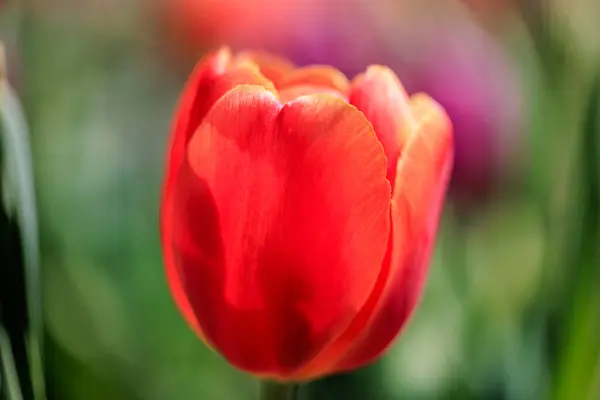 Closeup Shot Beautiful Flower Blossoming Garden Sunlight — Stock Photo, Image