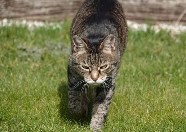 晴れた日に庭の芝生の上を歩いてかわいいタビー猫のクローズアップ — ストック写真
