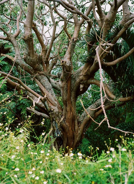 Eine Vertikale Nahaufnahme Eines Blattlosen Baumes Umgeben Von Grünen Bäumen — Stockfoto