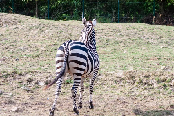 Zebra Campo — Fotografia de Stock