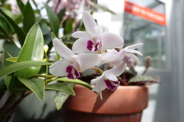 Tiro Closeup Flores Brancas Bonitas Orchid Peitoril Janela — Fotografia de Stock