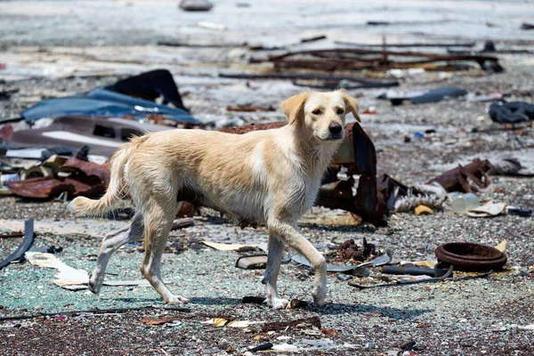 The shot of a  street dog in the dump full of garbage