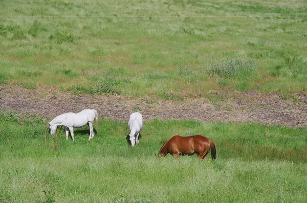 Una Vista Dos Lipizzans Blancos Una Yegua Castaña Pastando Campo —  Fotos de Stock