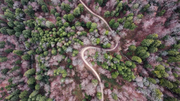 砍伐森林的狭窄道路的高角镜头 — 图库照片