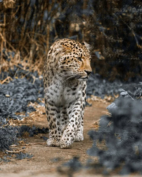 Tiro Close Tigre Amur Andando Uma Floresta Dia Ensolarado Com — Fotografia de Stock