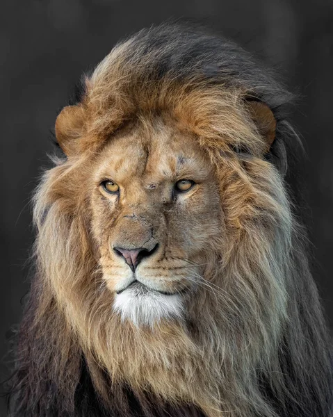 Вертикальний Портрет Африканського Лева — стокове фото
