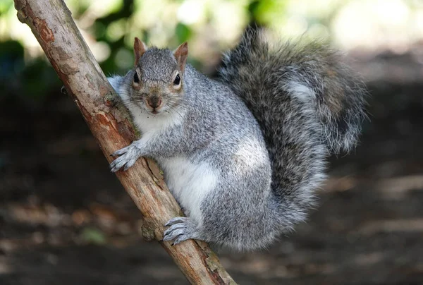 Écureuil Gris Poilu Sur Branche Arbre Extérieur — Photo