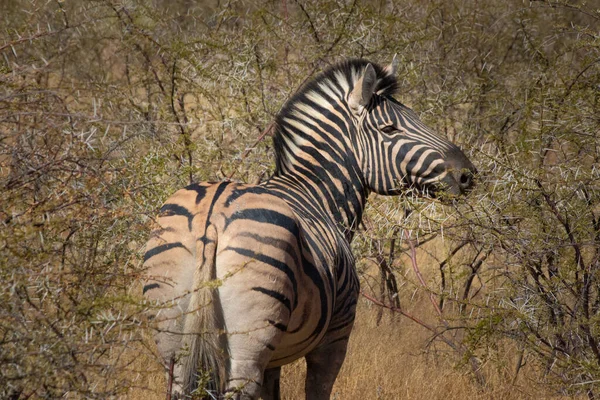 Vahşi Doğada Yürüyen Yetişkin Bir Zebra — Stok fotoğraf